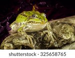 frog under the leaves