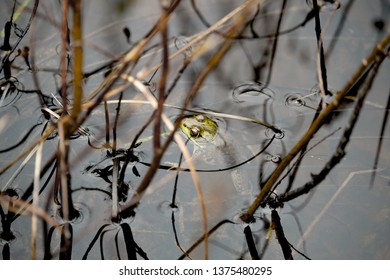 Frog In A Vernal Pool.