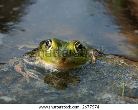 Frog waiting on an insect to catch