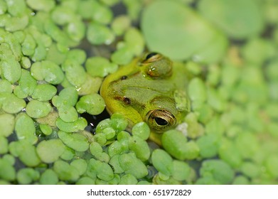 Frog in the water
