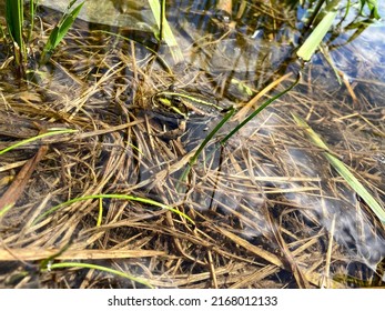 Frog In The Water In Nature