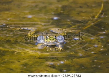 frog in the water at the sea