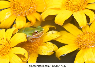 frog in yellow flowers