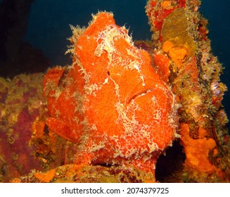 Frogfish Are Any Member Of The Anglerfish Family Antennariidae, Of The Order Lophiiformes.