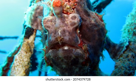 Frogfish Are Any Member Of The Anglerfish Family Antennariidae, Of The Order Lophiiformes.