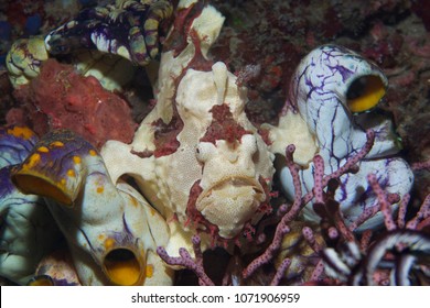 Frogfish With Lure