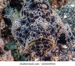 Frogfishes Are Any Member Of The Anglerfish Family Antennariidae, Of The Order Lophiiformes.