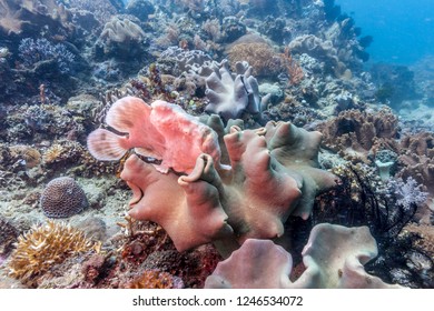 Frogfishes Are Any Member Of The Anglerfish Family Antennariidae, Of The Order Lophiiformes.