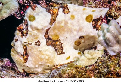 Frogfishes Are Any Member Of The Anglerfish Family Antennariidae, Of The Order Lophiiformes.