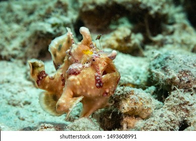 Frogfishes Are Any Member Of The Anglerfish Family Antennariidae, Of The Order Lophiiformes