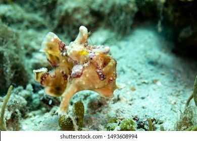 Frogfishes Are Any Member Of The Anglerfish Family Antennariidae, Of The Order Lophiiformes