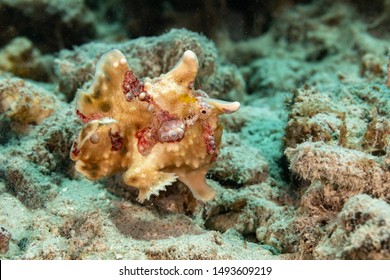 Frogfishes Are Any Member Of The Anglerfish Family Antennariidae, Of The Order Lophiiformes