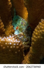 Frogfishes Are Any Member Of The Anglerfish Family Antennariidae, Of The Order Lophiiformes.