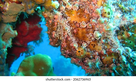 Frogfishes Are Any Member Of The Anglerfish Family Antennariidae, Of The Order Lophiiformes.