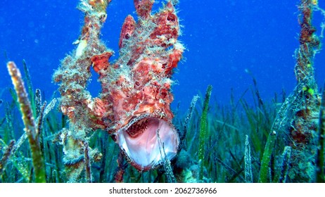 Frogfishes Are Any Member Of The Anglerfish Family Antennariidae, Of The Order Lophiiformes.