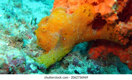 Frogfishes Are Any Member Of The Anglerfish Family Antennariidae, Of The Order Lophiiformes.