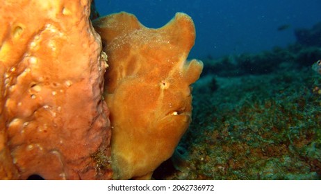 Frogfishes Are Any Member Of The Anglerfish Family Antennariidae, Of The Order Lophiiformes.