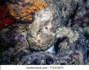 Frogfishes Are Any Member Of The Anglerfish Family Antennariidae, Of The Order Lophiiformes