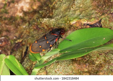 あわふきむし Hd Stock Images Shutterstock