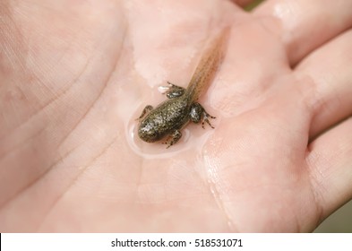 Froglet Or Young Common Frog On Hand