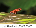 Frog,(Oophaga pumilio) on a leaf, seen from the side, with its deep red coloration, dotted with small dark spots all over its body, intense black eyes,light blue toes.