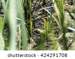 Frogs