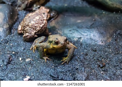 Frogs Belong Order Anuras That Constituted Stock Footage Video (100%