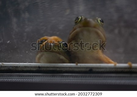 Frogs close up looking in from a window pair of toads