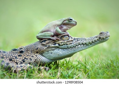 Frogs Crocodiles Against Background Green Grass Stock Photo 1298938504 ...