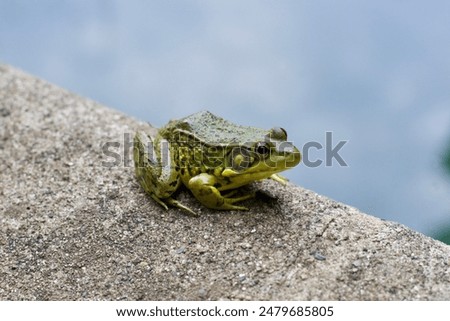 Frogs found in a backyard pond