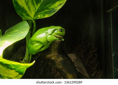 Frogs And Frog At Melbourne Aquarium