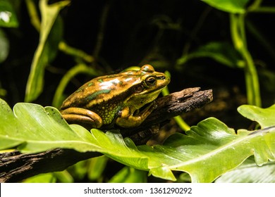 Frogs And Frog At Melbourne Aquarium