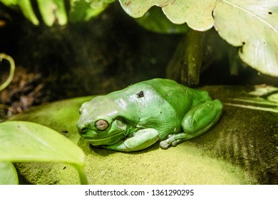 Frogs And Frog At Melbourne Aquarium