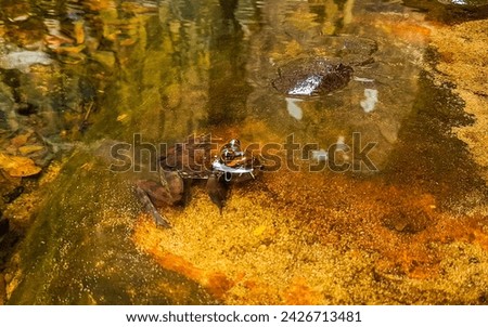 Frogs Frog Toad Toads in water and on rocks at Admirals Waterfall in Simons Town Cape Town Capetown Western Cape South Africa Southafrica.