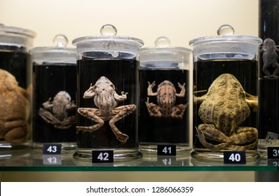 Frogs in a glass containers preserved and conserved in formalin. Fluid preserved frog in flasks. Wet specimens. - Shutterstock ID 1286066359