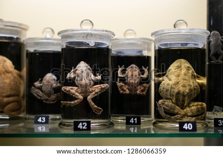 Frogs in a glass containers preserved and conserved in formalin. Fluid preserved frog in flasks. Wet specimens.