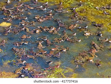 A Lot Of Frogs Joined Together In A Pond  In Spring