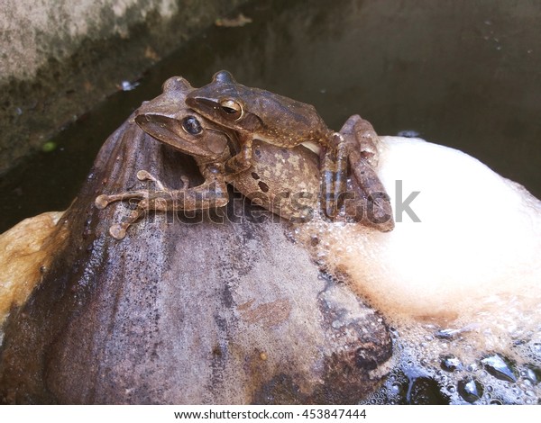 Frogs Mating Laying Eggs On Coconutamphibians Stock Photo Edit Now 453847444