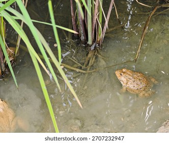 Frogs in the rice fields