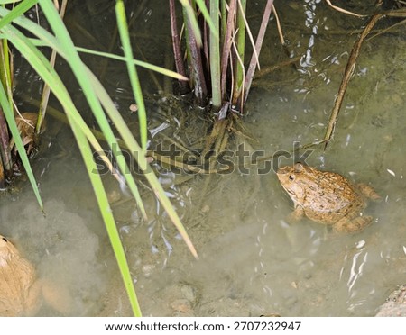 Frogs in the rice fields