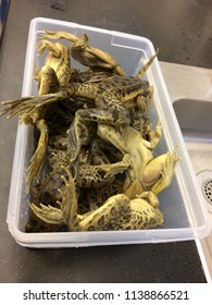 Frogs For Science Biology Dissection.