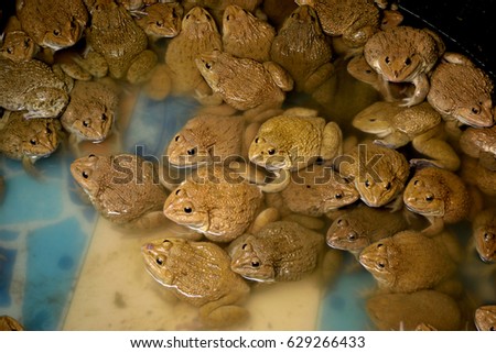 A lot of frogs in the tank at Aquaculture farm in Thailand, It is common name field frog and Scientific name Rana regulosa.