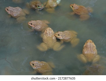 The frogs were raised in cement ponds where the water was changed frequently to make them look clean