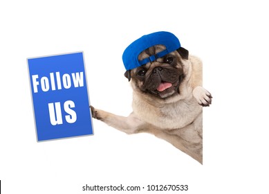 Frolic Pug Puppy Dog With Cap, Holding Up Blue Follow Us Sign, Hanging Sideways From White Banner, Isolated