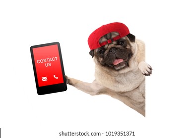 frolic pug puppy dog with red cap, holding up tablet phone with text contact us, hanging sideways from white banne, isolated