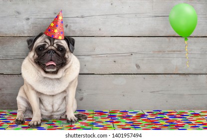 https www shutterstock com image photo frolic smiling birthday party pug dog 1401957494