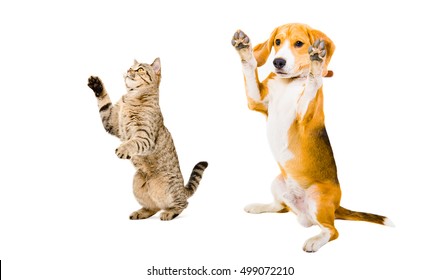 Frolicsome Beagle Dog And Cat Scottish Straight Isolated On White Background