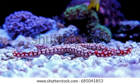 Fromia Elegance seastar
