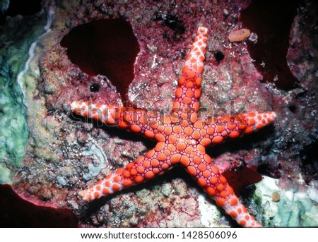           Fromia Monilis Seastar Button Starfish