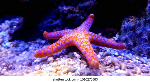 Fromia Monilis starfish